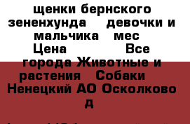 щенки бернского зененхунда. 2 девочки и 2 мальчика(2 мес.) › Цена ­ 22 000 - Все города Животные и растения » Собаки   . Ненецкий АО,Осколково д.